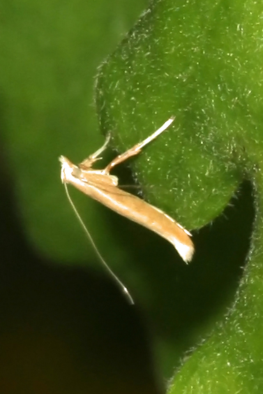 Caloptilia sp.??